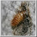 Megatoma undata - Kaeferlarve 03 6mm.jpg